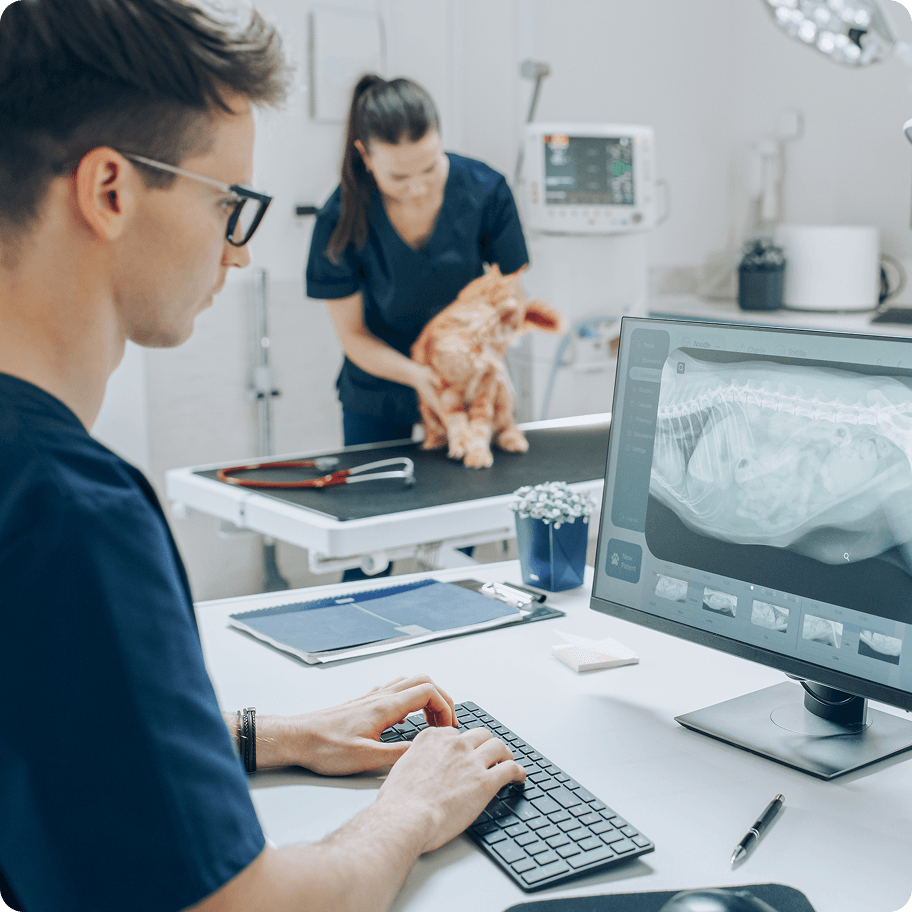 Veterinary clinic specialist working on cat