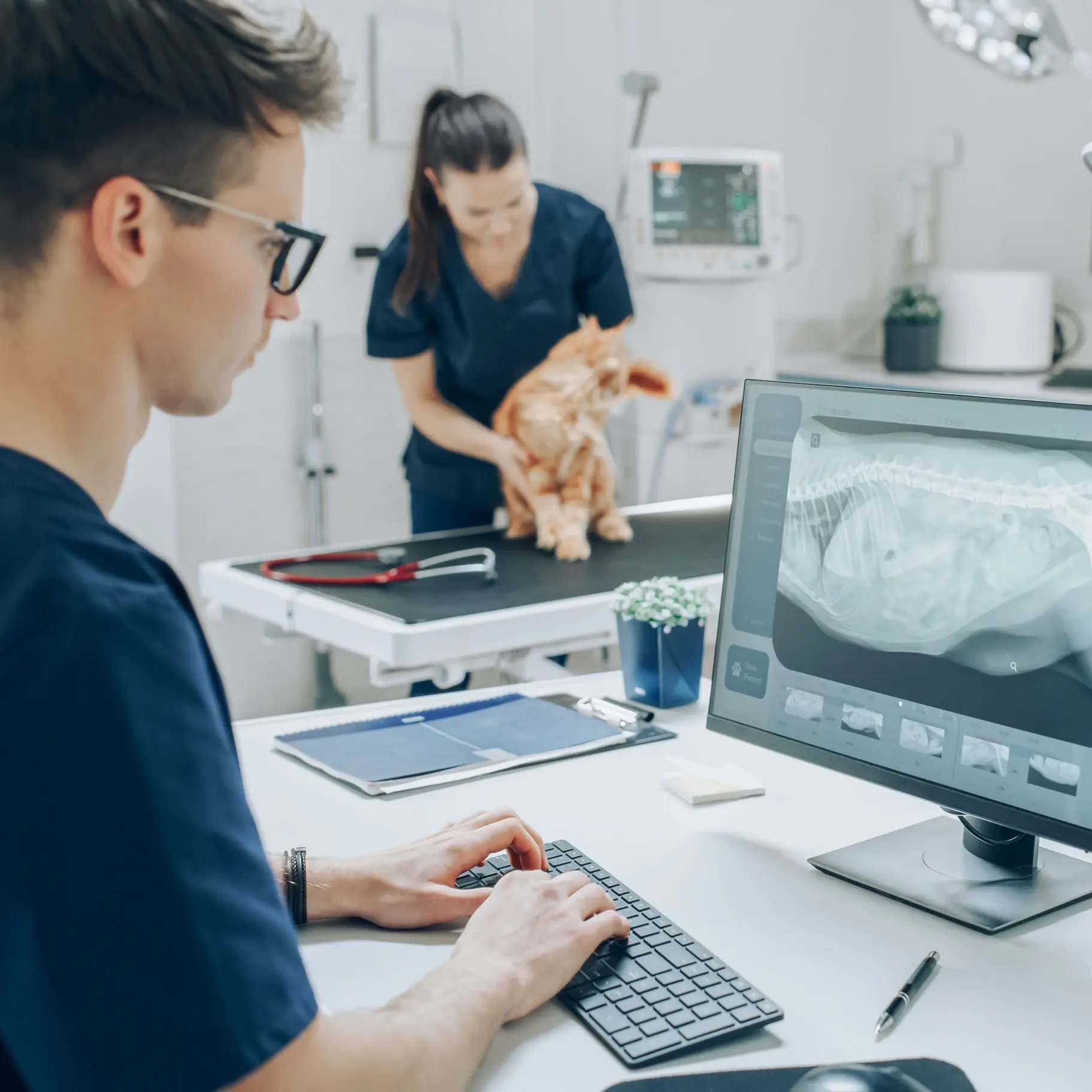 Veterinary-clinic-examining-cat